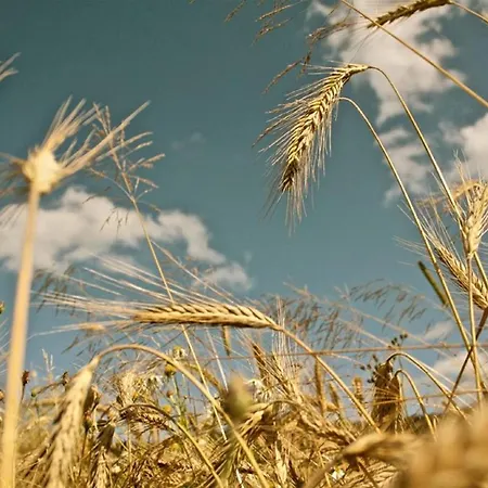 Gasthof-hotel Zur Linde 3*