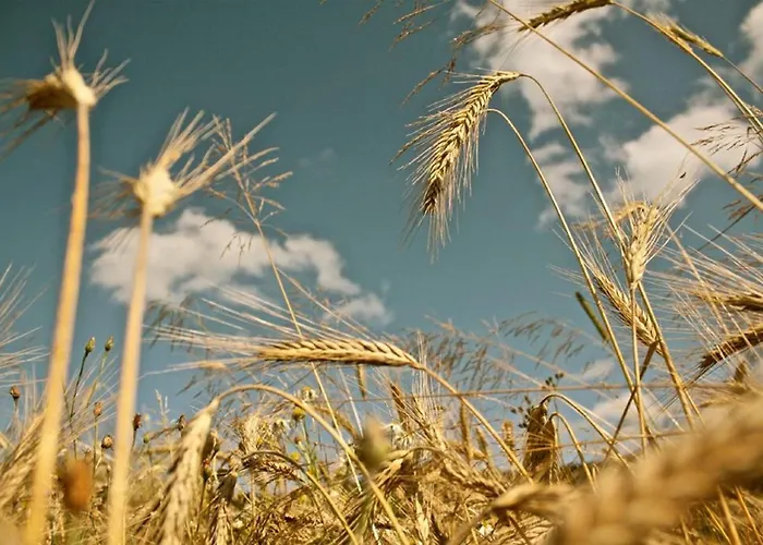 Gasthof-hotel Zur Linde 3*